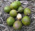 Mangifera pinnata 